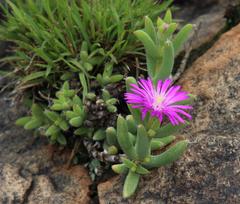 Trichodiadema rogersiae