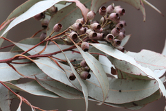 Corymbia trachyphloia