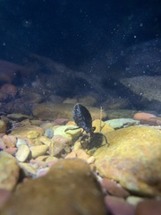 Nepoidea