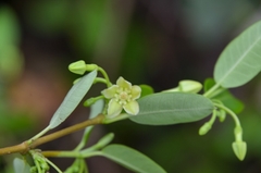 Gymnanthera oblonga
