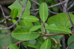 Gymnanthera oblonga