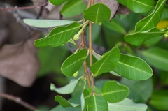 Gymnanthera oblonga