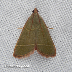 Hypsopygia nonusalis