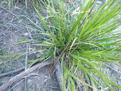 Anthoxanthum rariflorum