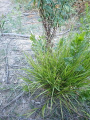 Anthoxanthum rariflorum