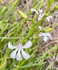 Scaevola globulifera