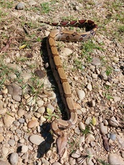 Boa constrictor constrictor
