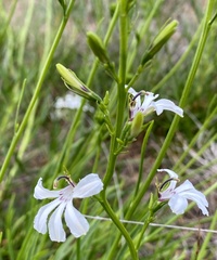Scaevola globulifera
