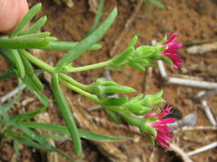 Delosperma multiflorum
