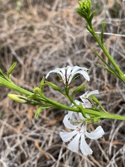 Scaevola globulifera