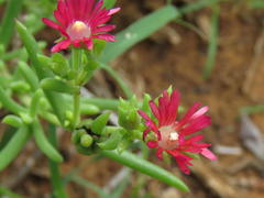 Delosperma multiflorum