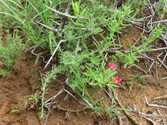 Delosperma multiflorum