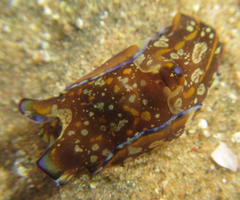 Philinopsis speciosa