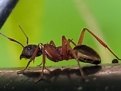 Dolichoderus extensispinus
