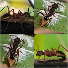 Dolichoderus extensispinus