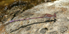 Argia pallens