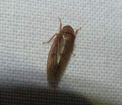 Ponana rubida