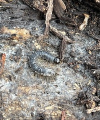 Scolecocampa atriluna