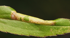 Cremastobombycia solidaginis