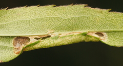 Cremastobombycia solidaginis