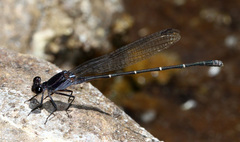 Argia tezpi