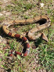 Boa constrictor constrictor
