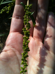 Amaranthus cannabinus