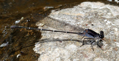 Argia tezpi