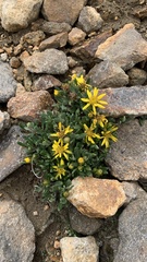 Senecio procumbens