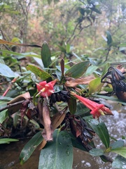 Augusta longifolia