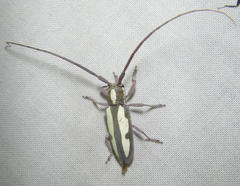 Prosopocera paykulli