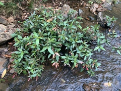 Augusta longifolia