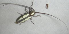 Prosopocera paykulli