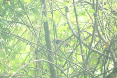 Thryophilus pleurostictus