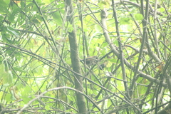 Thryophilus pleurostictus