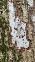 Biscogniauxia atropunctata