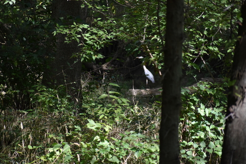 Great Blue Heron photographed in Indiana