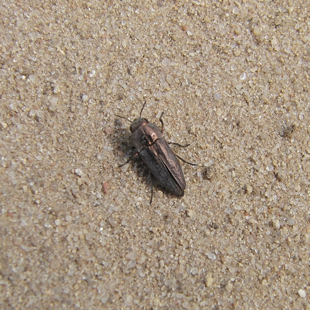 Sphenopterini