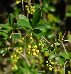Berberis laurina