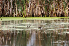 Lophodytes cucullatus