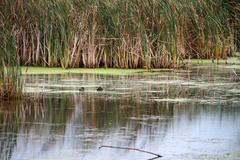 Lophodytes cucullatus