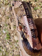 Boa constrictor constrictor