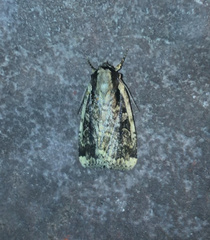 Eueretagrotis sigmoides