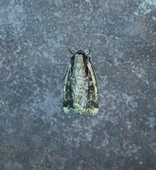 Eueretagrotis sigmoides