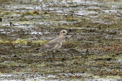 Pluvialis squatarola