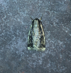 Eueretagrotis sigmoides