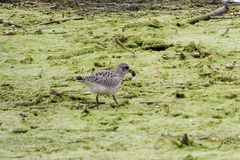 Pluvialis squatarola