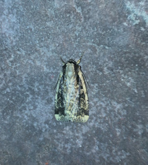 Eueretagrotis sigmoides