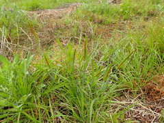 Alopecurus aequalis amurensis