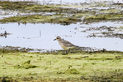 Pluvialis squatarola